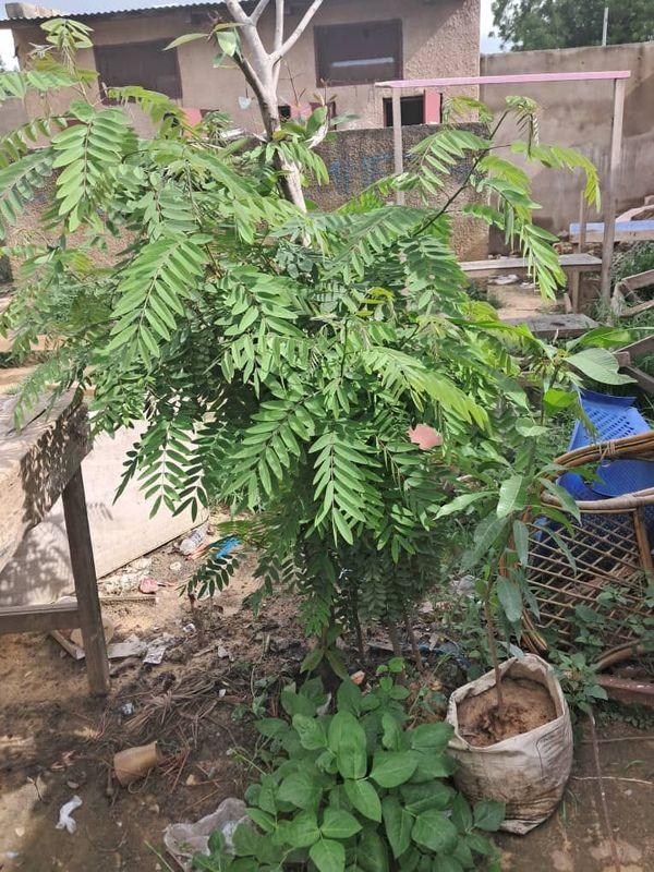Un jeune acacia, biostimulé en 2 semaines